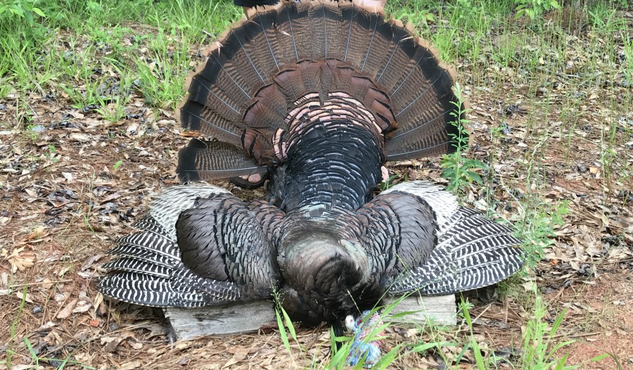 4 Mistakes for Turkey Hunters to Avoid